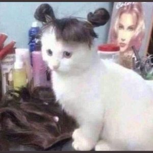 Meet your Posher, Sam